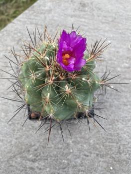 Thelocactus bicolor